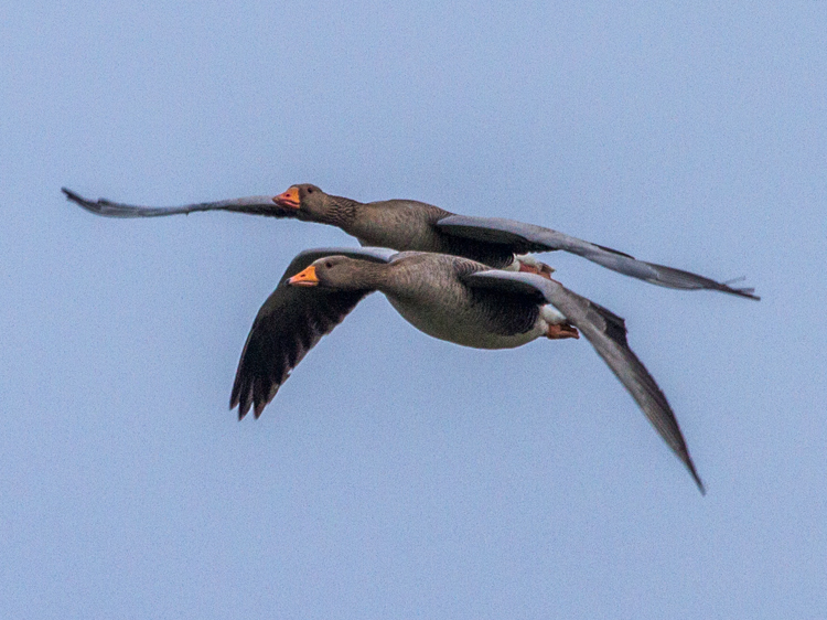 domestic Greylag Goose x Swan Goose hybrid